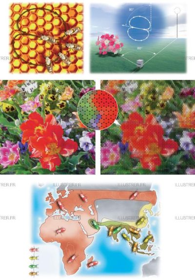 Editions Atlas - abeille