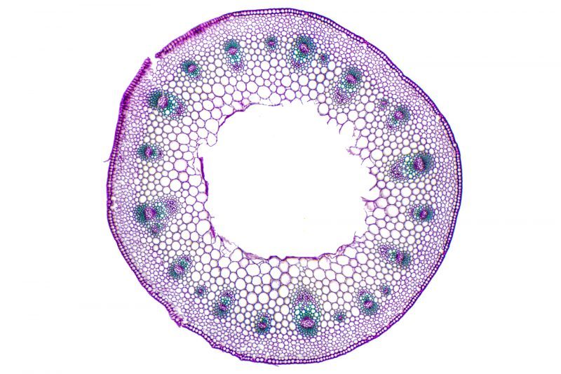 Photographie d’une coupe colorée des tissus végétaux d'une tige de dicotylédone primaire observée au microscope. X 10 Photographie d’une coupe colorée des tissus végétaux d'une tige de dicotylédone primaire observée au microscope. X 10
